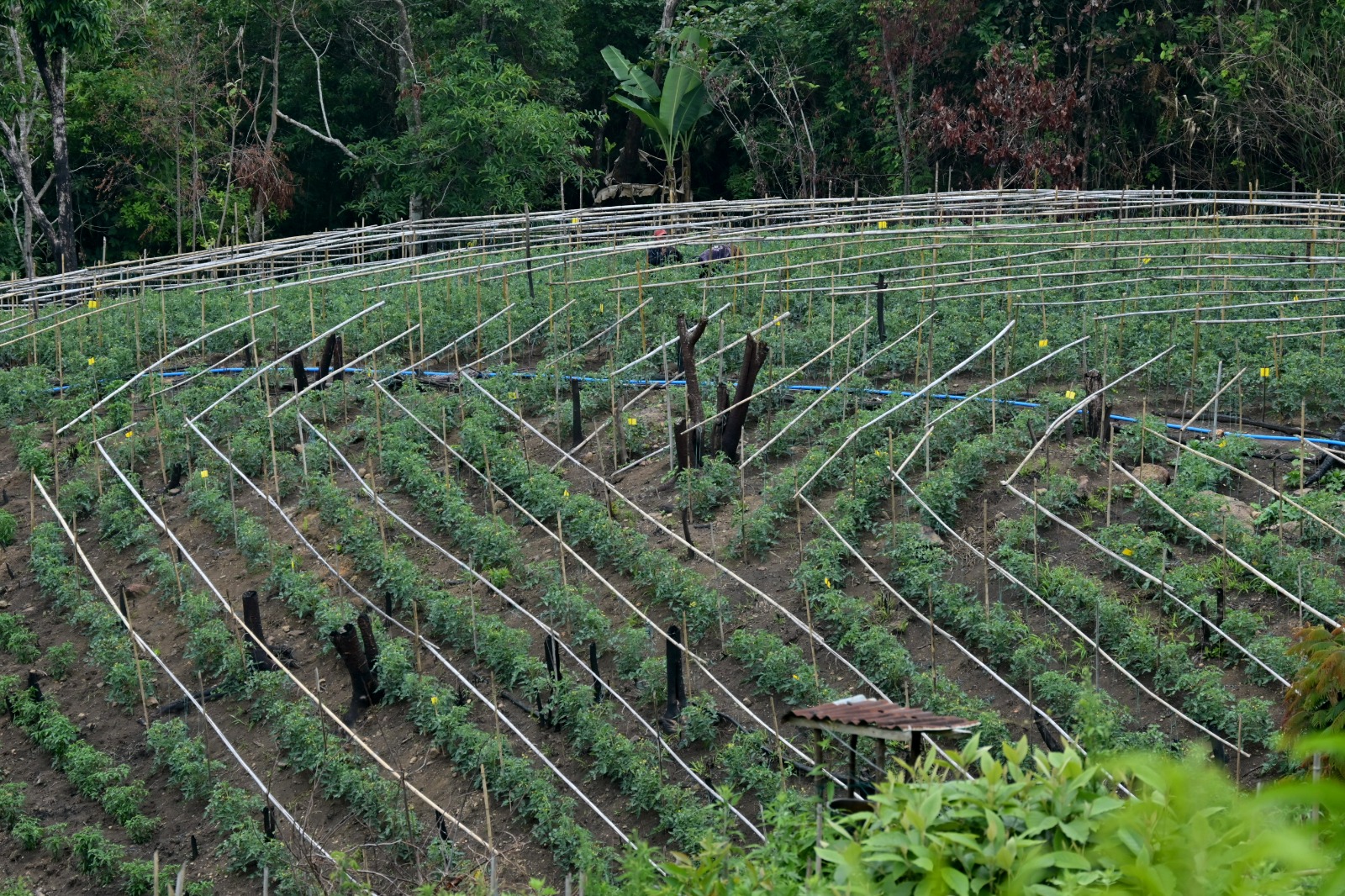 Community-led environmental conservation and climate action
