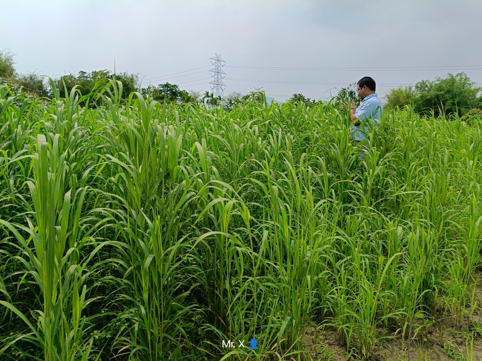 Farmer in field